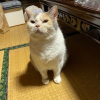 夕飯が遅くなったことに眉間にシワを寄せて怒ってる…可愛い♡（提供：なつめさん）