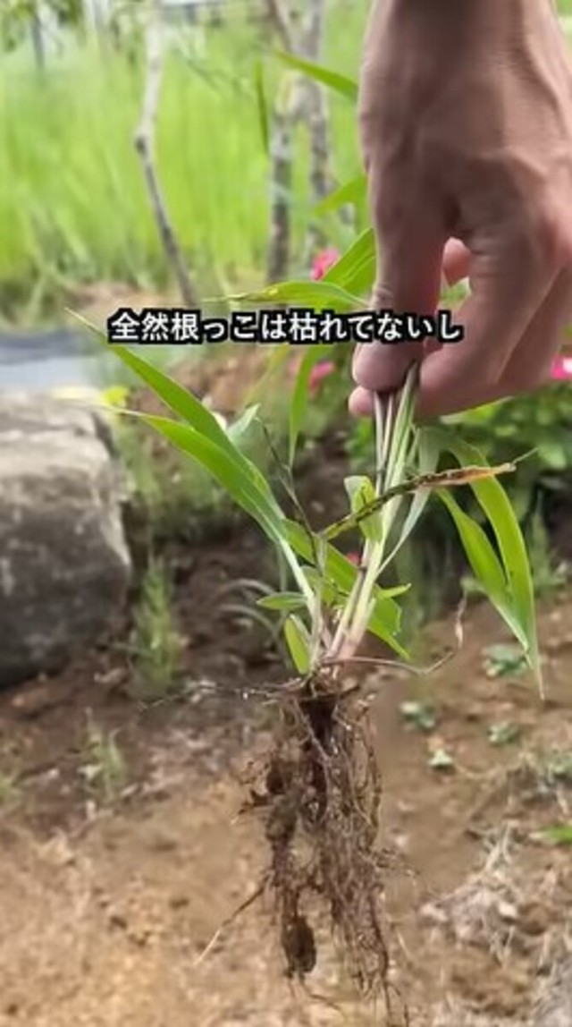 根っこは全然枯れていなかった／あきさん（@aki_freelance_home）提供