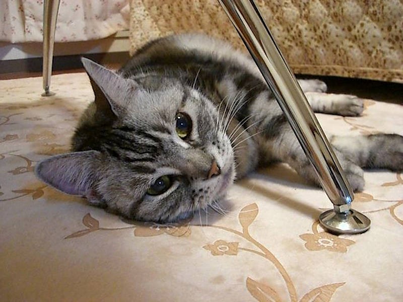 TOMOMIさんが独身時代から連れ添ったアメリカンショートヘアのマリンちゃん