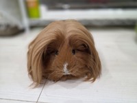 ウィッグのような毛に目を奪われがちだが顔もとっても可愛い／はるこっこさん（@inin87c）提供