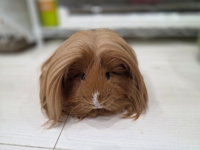 ウィッグのような毛に目を奪われがちだが顔もとっても可愛い／はるこっこさん（@inin87c）提供