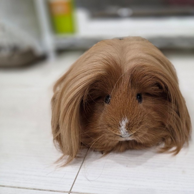 ウィッグのような毛に目を奪われがちだが顔もとっても可愛い／はるこっこさん（@inin87c）提供