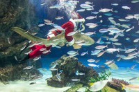 ここに来て16年のベテランでもあるトラフザメは抱きかかえても慣れている