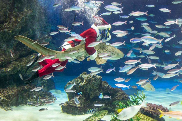 ここに来て16年のベテランでもあるトラフザメは抱きかかえても慣れている