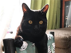 溝の中、ひとりぼっちで泣いていた黒猫の「テテ」