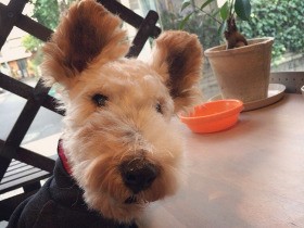 人生を変えてくれた保護犬との濃厚な10年の軌跡　今も深いところでつながっている