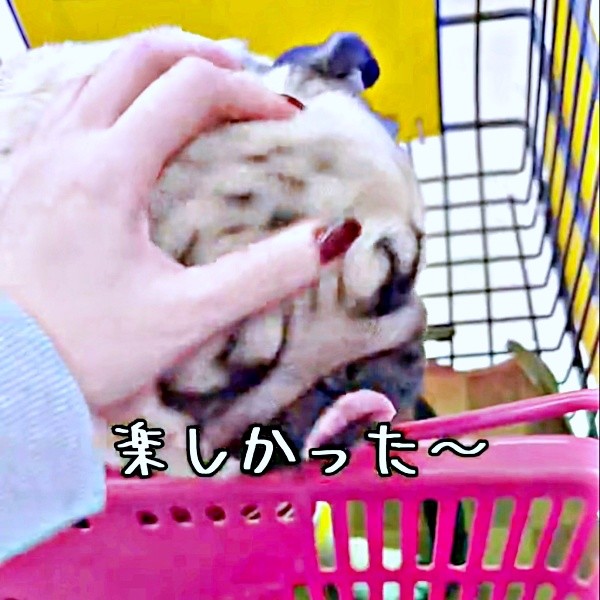 島忠を満喫したむさしくん（画像提供：パグのむさしさん）