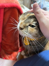 お迎えした時から右目が見えていなかった銀ちゃん（ゆこくまさん提供）