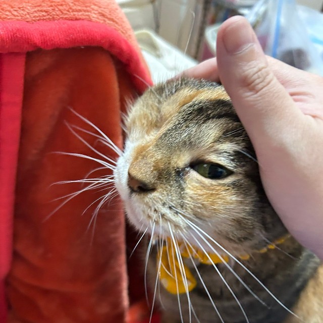 お迎えした時から右目が見えていなかった銀ちゃん（ゆこくまさん提供）