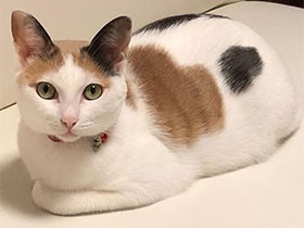 背中にハートの模様があるよ　こたつが好きな三毛猫の「ねね」