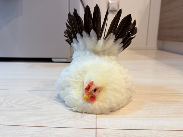 くつろぐつきみちゃん（提供：川嘘さん）