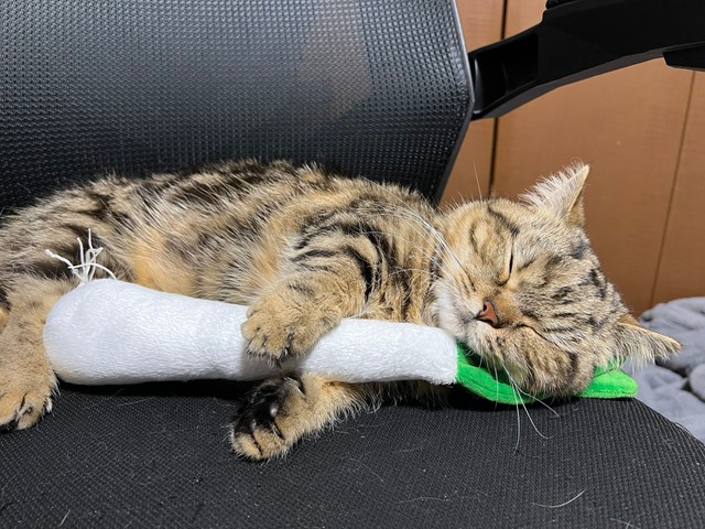 チョパえもんくん、おやつかご飯を食べてる夢を見てた？（「短足マンチカンのチョパえもん」さん提供、Twitterよりキャプチャ撮影）