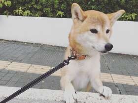 全力ダッシュが好きな柴犬「小町」　いまはちょっと困り顔