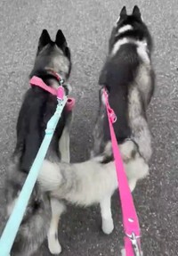 散歩中のレアちゃん（左）とラニちゃん（右）。もふもふのしっぽ、触りたくなるのはわかるけど……（動画からキャプチャー／提供：LANI LEAさん）
