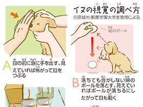 イヌの視力、どうやって調べる？　見えているか大まかに確認