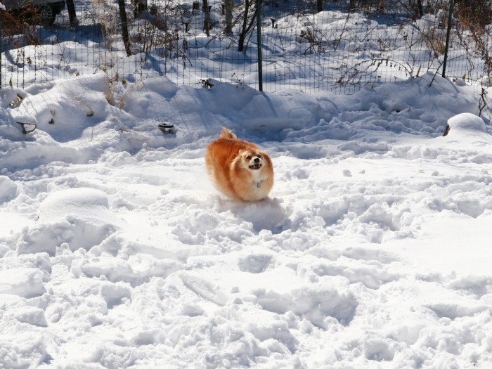雪の中を激走する丸い福助