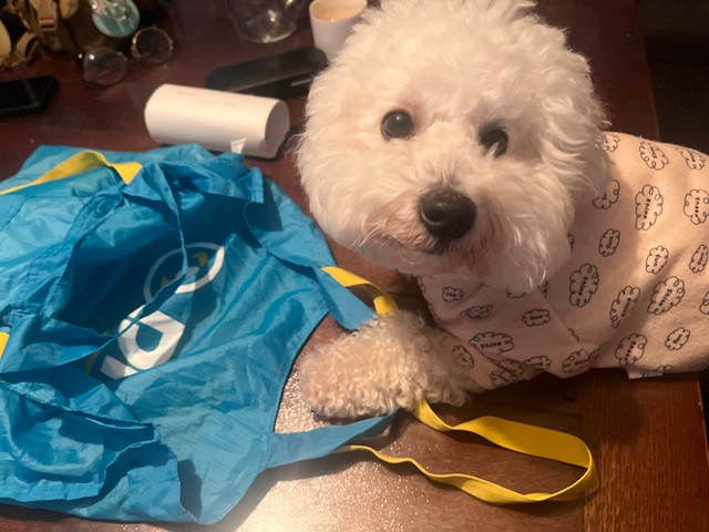 イタズラしたあとのパポテくん（提供：形が定まらない犬さん）