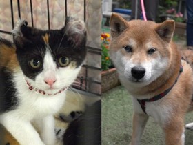 保護犬、保護猫への寄付を募集中　「命は待ってくれない、１匹でも多く救いたい」