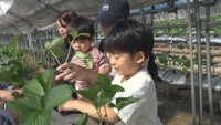 イチゴの苗 植え付け体験会(香川･土庄町)