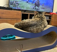 特等席でゲームを見る＝にゃうこさん（@nia_7053）提供