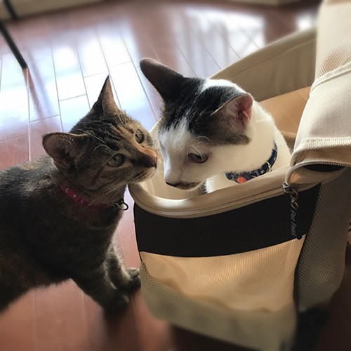 「お姉ちゃん、どうかした？」