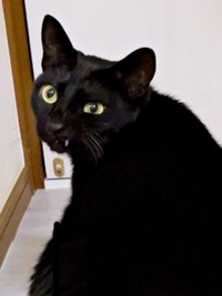 ドアの前で振り返るとーーイッと上がった口角から歯が見えるうにちゃん（画像提供：うおおおさん）