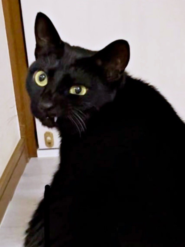 ドアの前で振り返るとーーイッと上がった口角から歯が見えるうにちゃん（画像提供：うおおおさん）