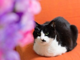 夜中に突然「あーうー」　元野良猫「ぽんた」尋常でない鳴き声（23）