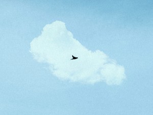 この子しかいない。人一倍「命が重い」難病の私が逡巡の末迎えた文鳥