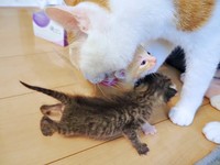 双子の子猫のお世話をするリオくん（画像提供：siestaさん）