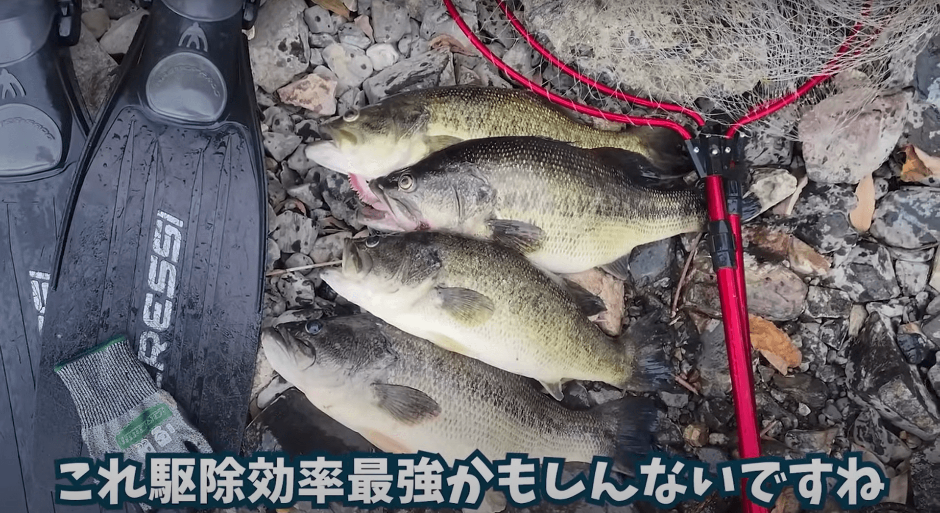 卵を持つ、卵を守るバスを捕獲するのは、駆除効率最強では？