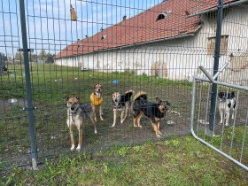 生き延びた犬を保護するポーランドの動物愛護団体　過酷な状況でも「頑張るしかない」