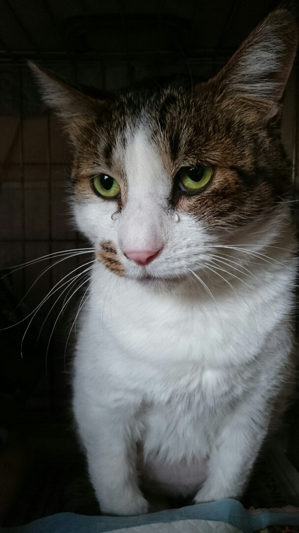 針金が食い込んだ首や4本足は深く切れており、首の動脈が切れる寸前だった･･･（元保護ボランティアAさん提供）