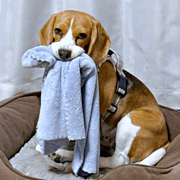 飼い主さんのタオルを奪ってじっと見つめるふてちゃん（画像提供：ふてぶてしい犬さん）