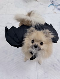 こちらもよく似合っています！（画像提供：ポメラニアン てちメトさん）