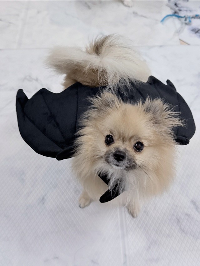 こちらもよく似合っています！（画像提供：ポメラニアン てちメトさん）