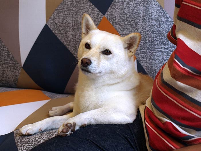 ２匹の愛犬、白柴のルー