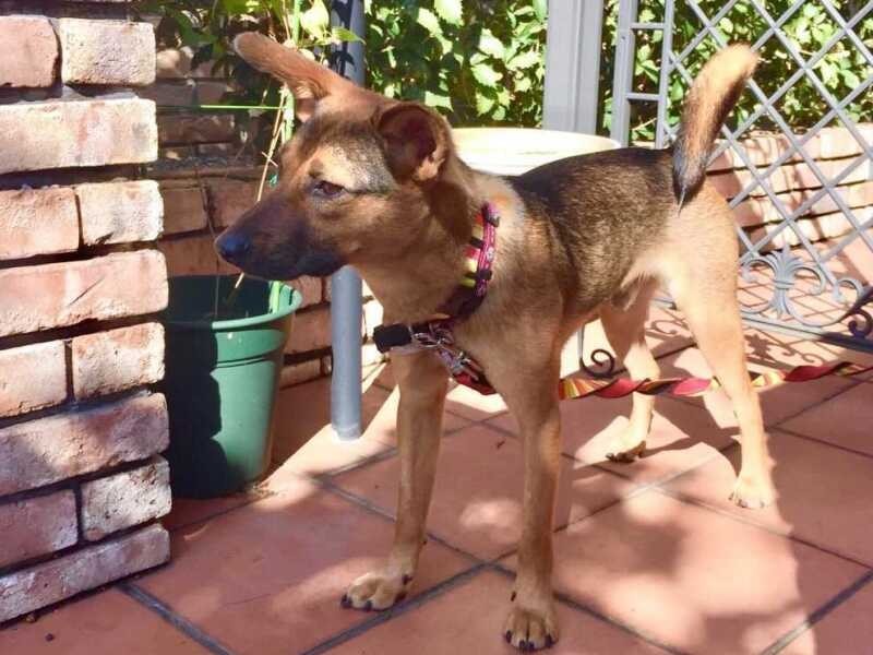 家にきたころの「マルク」