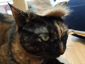 オンラインヨガに愛猫乱入 “猫に邪魔されたい願望”は叶ったが…