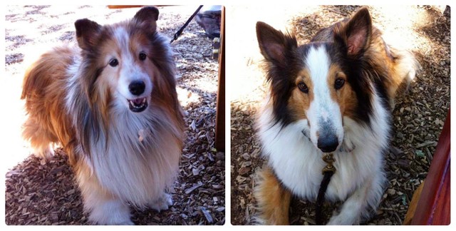 ウェブスター家の先代犬、エリーちゃん(左)とミッシーちゃん