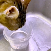 頭で水を受けたまま飲み続けるナナちゃん（画像提供：@Mke_nekodakuさん）