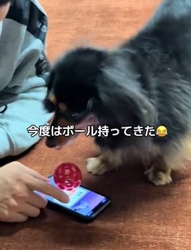 こっちだった？こっちも楽しいよね♪（提供：@runtn728さん）
