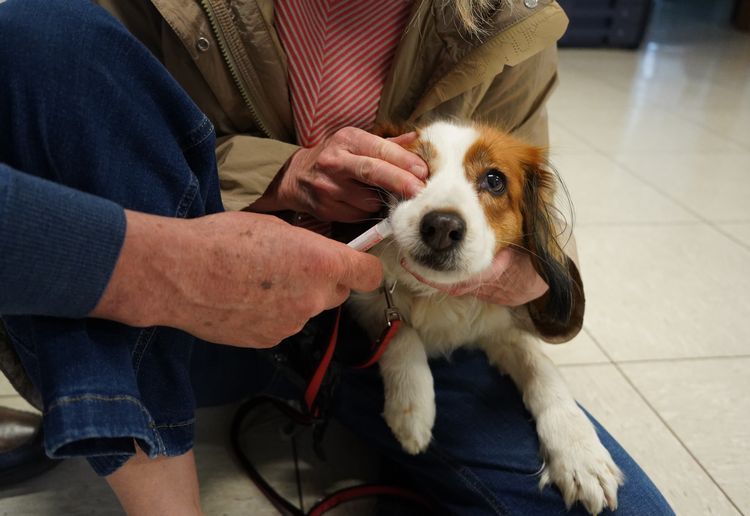 DNAは口内の粘膜から採取するので、「犬はとても嫌がる」と獣医師のヒントナーさんは説明した（写真では実際に採取はしていません）