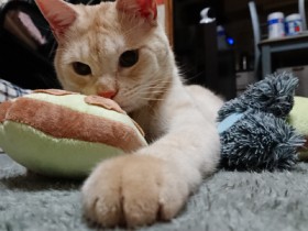 やっぱり猫と一緒に暮らしたい　熱心さが伝わり子猫を譲り受ける