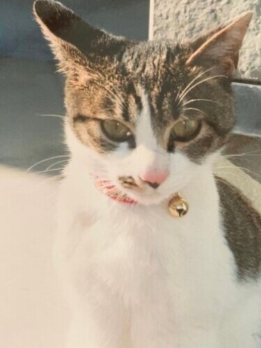 家にきたころの「うさこ」