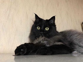 特技は店番　山奥から保護されたミックス猫「ゆゆ」