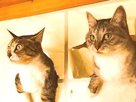  障子をビリビリッ！　姉妹猫と仲間たちのヤンチャすぎる日々