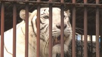 【資料画像】池田動物園