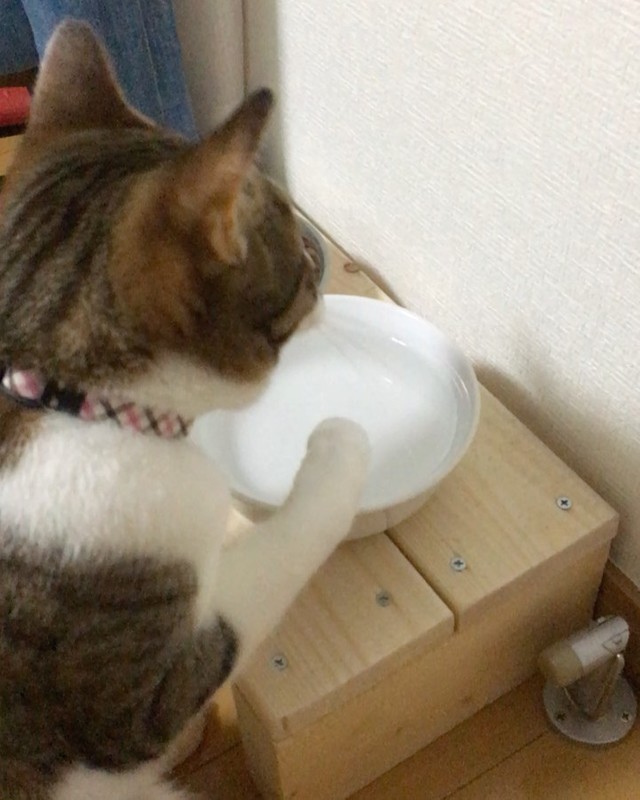 手で水を飲むのが得意