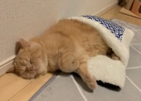 下半身しか入らないにゃ=ちゃちゃまるすももさん（@manmaruchan21）提供